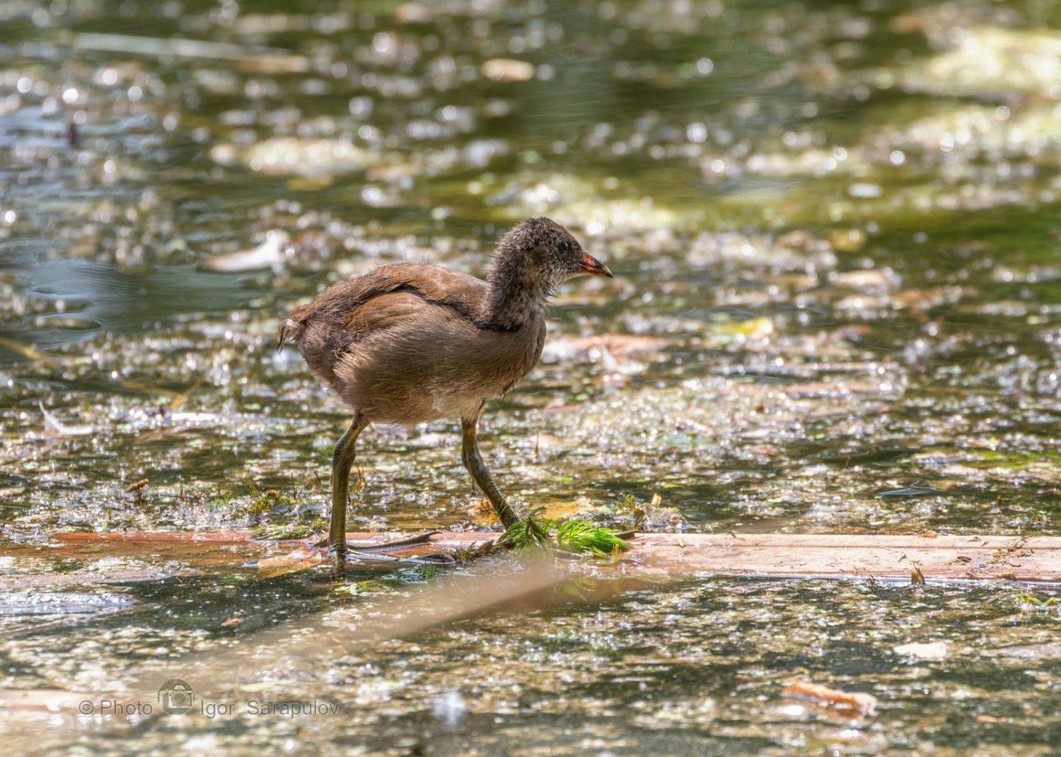 цыплёнок, фотоохота, фото птиц, сёрфинг, сапсёрфинг, пушистик, птица, птенец, ноги,  камышница, вейксёрфинг, вейкбординг, везёлка, болотная курочка, sup, l kwanon photo, gallinula chloropus,, Сарапулов Игорь
