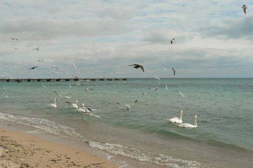 Анапа. Пернатые хозяева пляжа.