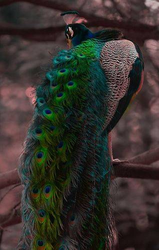 Peacock