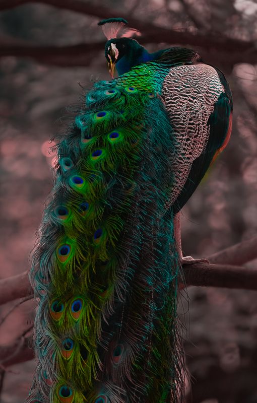 peacock,bird,birds,nikon,wild,water,shadows,lake,pond,flowers,swan,colors,nikon,beauty,nature,animals,eyes,egret,songbird,jungle,white,wings,fly Peacock фото превью