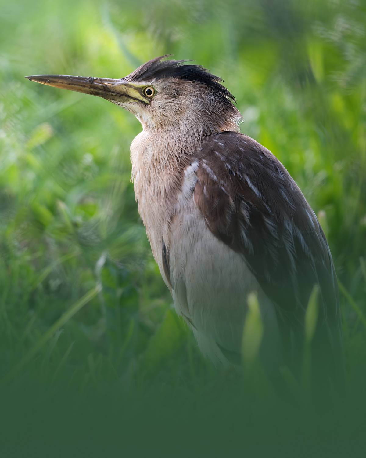 , Поляков Михаил