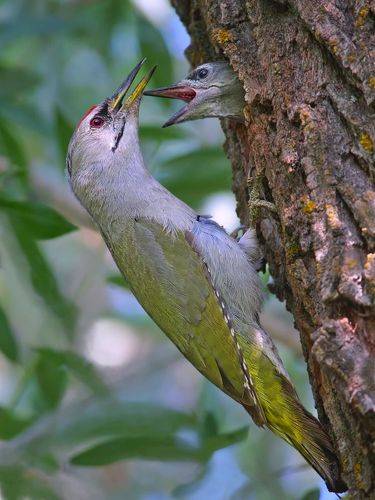 Picus canus.