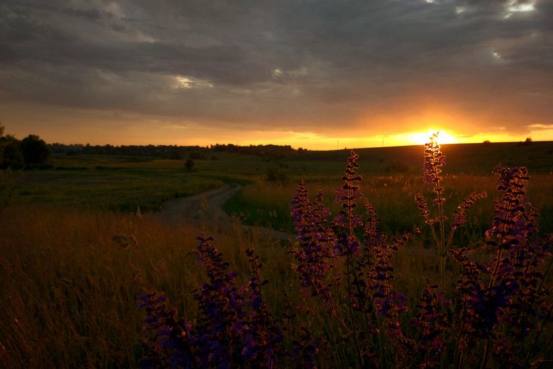 лето, закат, деревня, луг, дорога, поле, цветы Деревенский летний вечер. фото превью