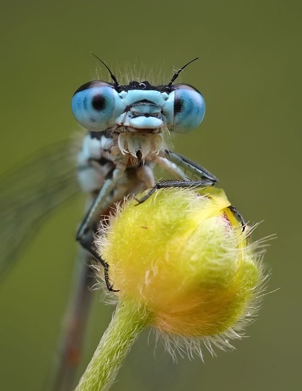 стрекоза, глаза, портрет, макро, лето Портреты. фото превью
