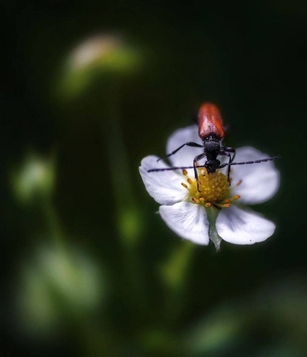 жук, цветок, Сергей Аникин