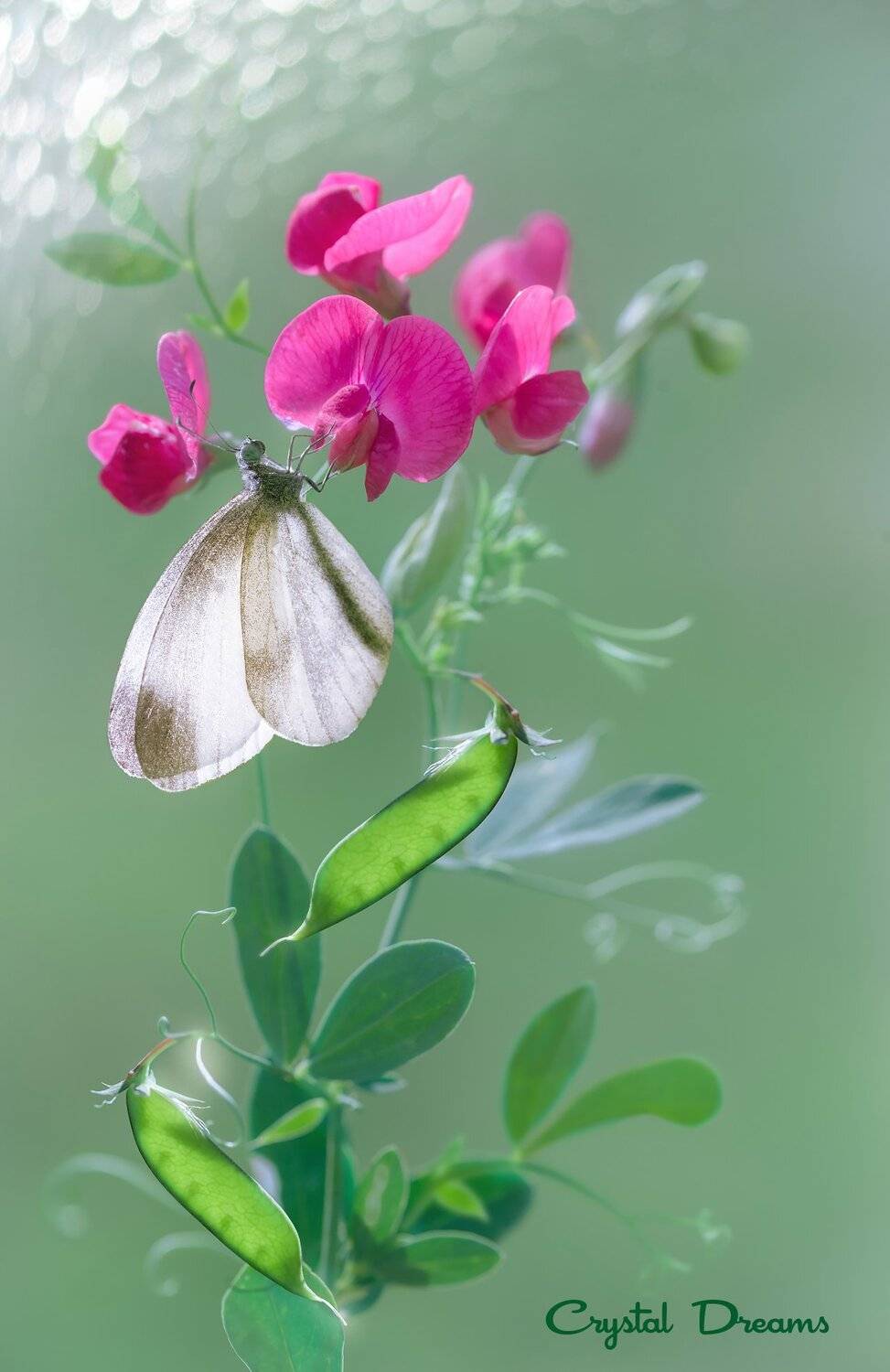Art, Color, Crystal Dreams, Flower, Light, Macro, Nature, Татьяна Крылова