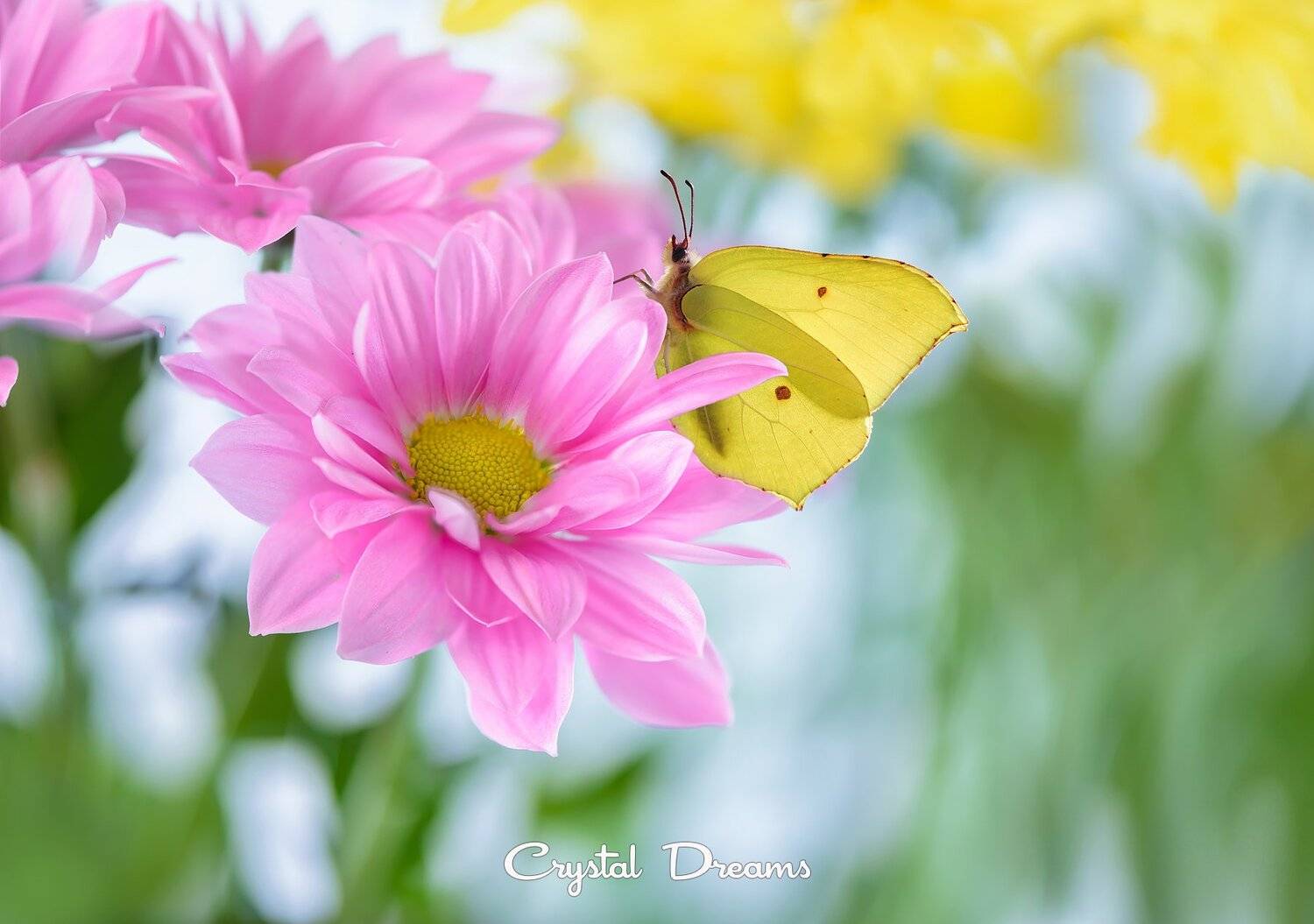 Art, Butterfly, Color, Crystal Dreams, Flower, Macro, Nature, Татьяна Крылова