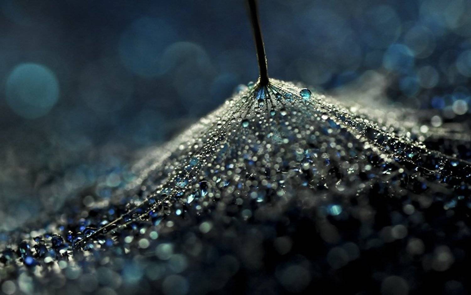 Blue, Bokeh, Dandelion, Dandelion seed, Droplets, Drops, Macro, Water drops, Ивелина Благоева