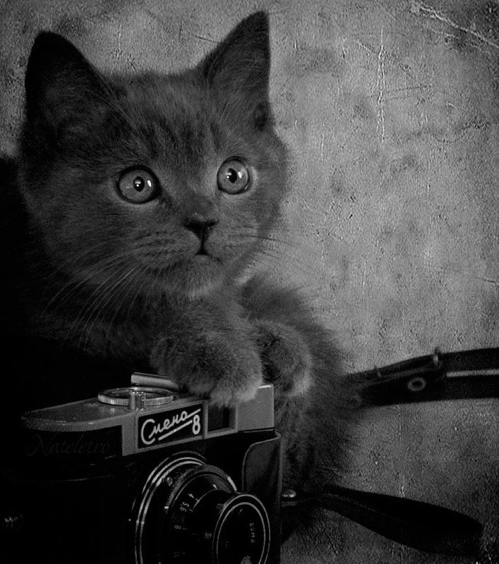 Ко Дню фотографа :) фото превью