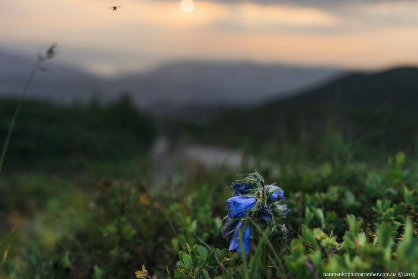 A7r, Sony, Вухатый камень, Дземброня, Карпаты, Макро, Муха, Украина, Цветы, Александр Науменко