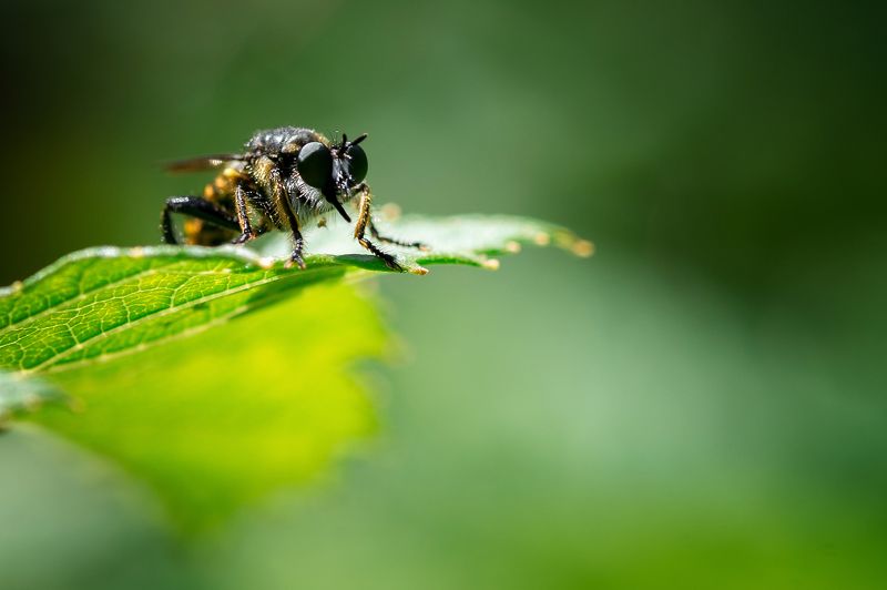 Bag, Color, Flowers, Life, Macro, Nature Nature фото превью