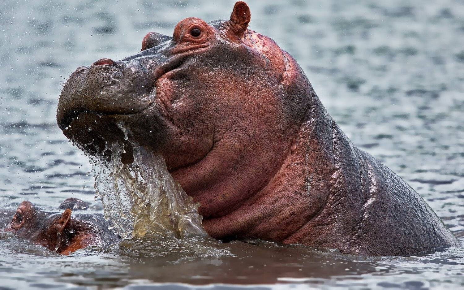 , Александр Перов