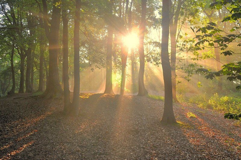 Summer in the forest. фото превью