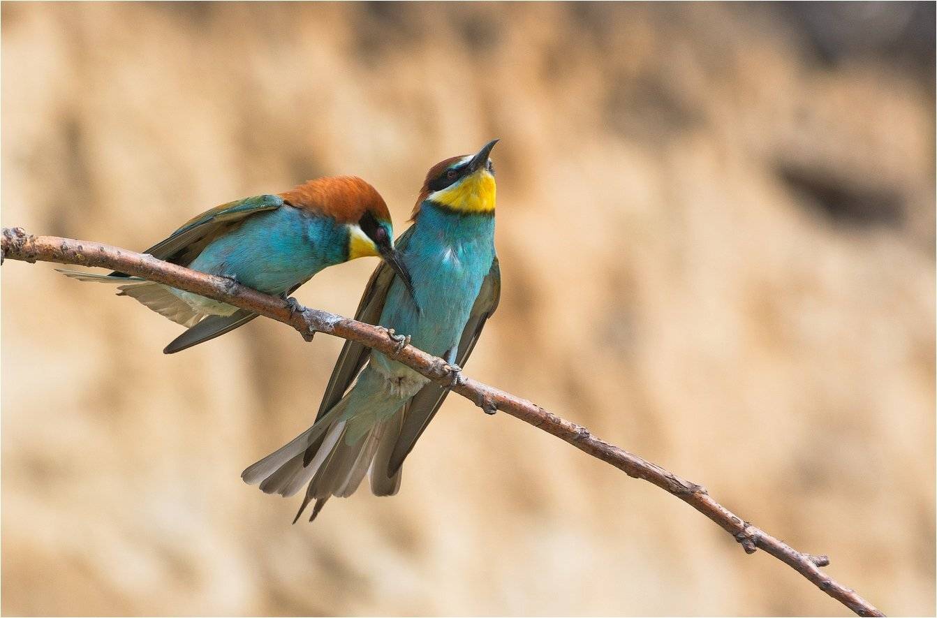 , Руслан Сигушин