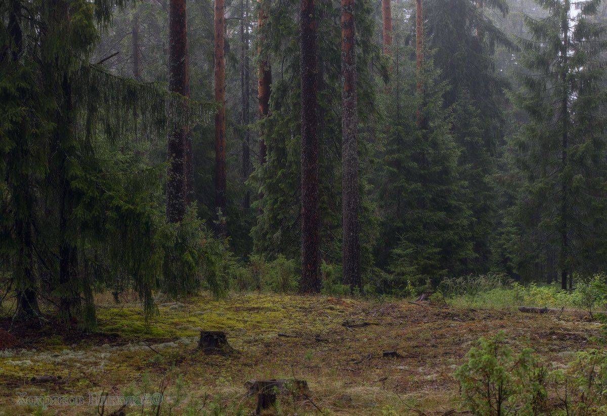 , Хохряков Николай