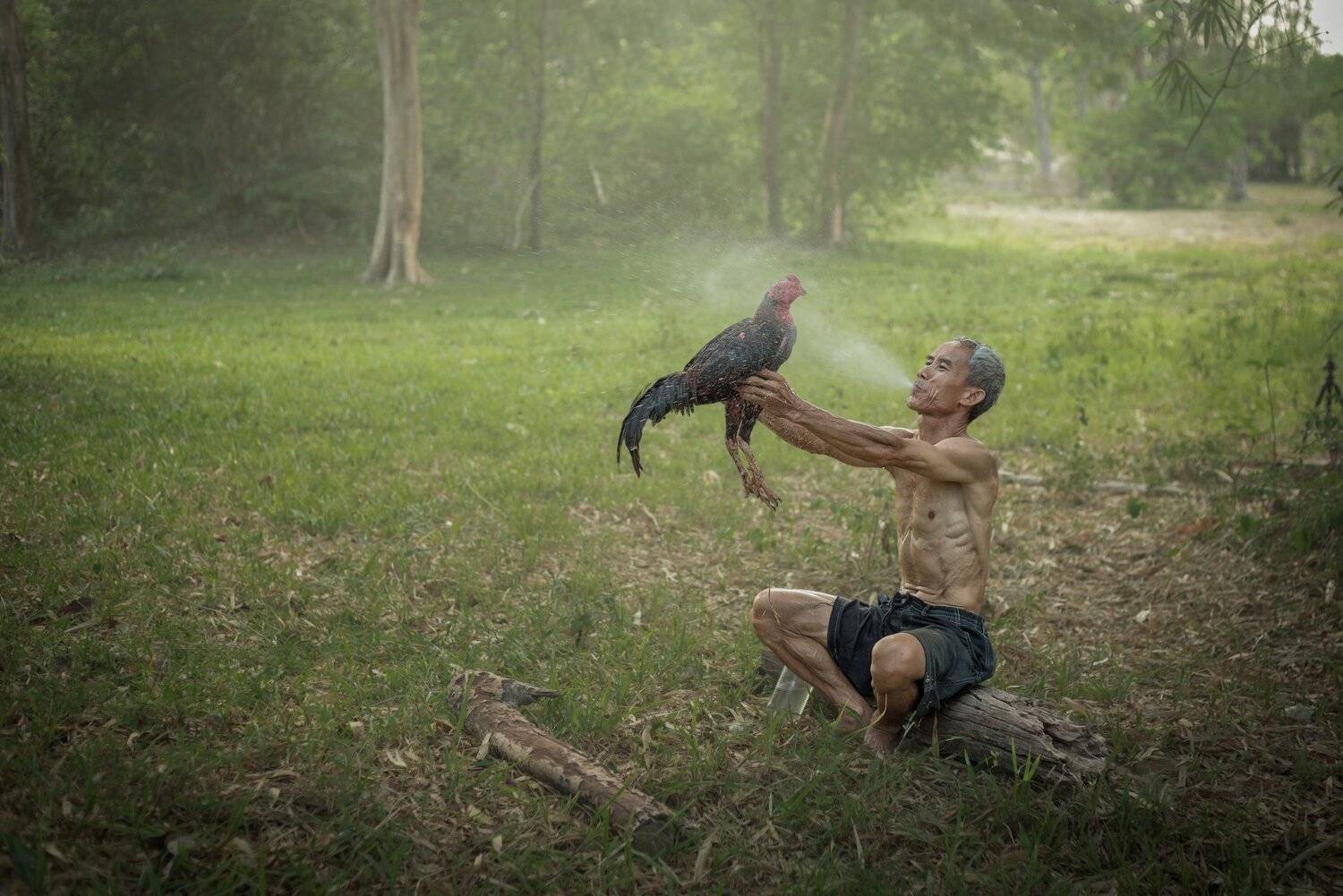thai; wings; thailand; fight; rooster; passion; tail; aggression; phuket; field; gambling; show; head; chicken; illegal; feather; crest; ring; cock; myanmar; farm; cockfighting; bite; fighter; black; bangkok; asia; cruelty; crime; beak; winner; tradition;, SUTIPORN SOMNAM