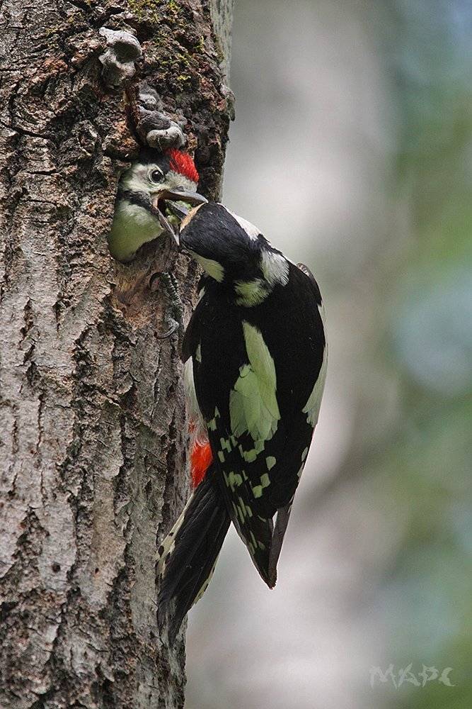 , Шангареев Марс