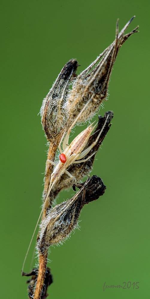 , Игорь ФУММ