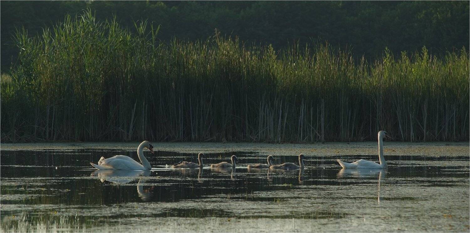 , Николай Шахманцир