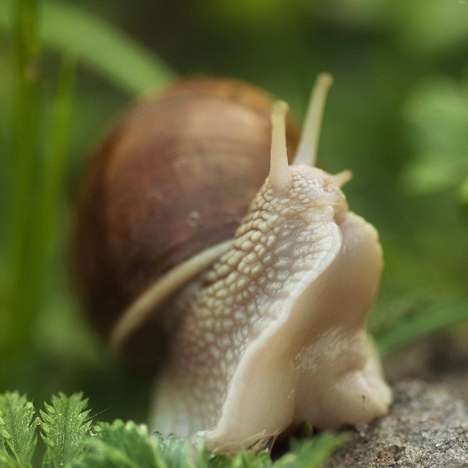 улитка, Александр