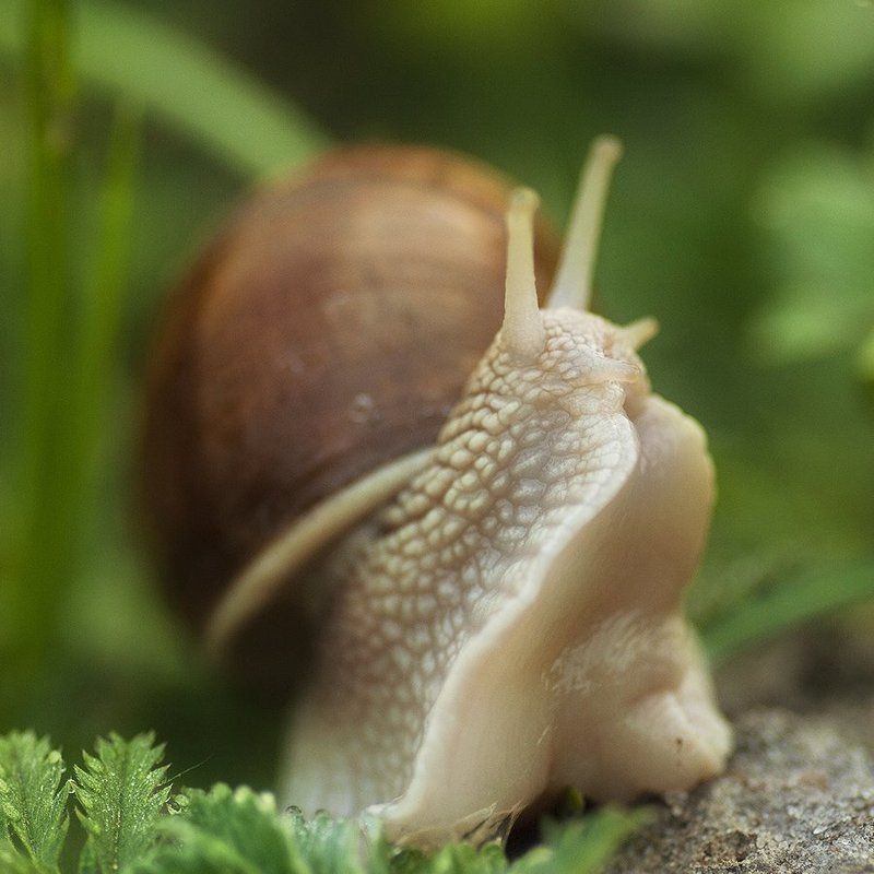 улитка Душа нараспашку фото превью