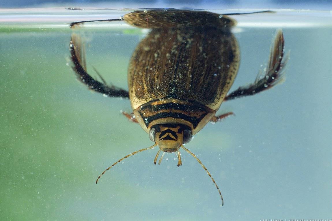 Жук, Алексей Лобанов