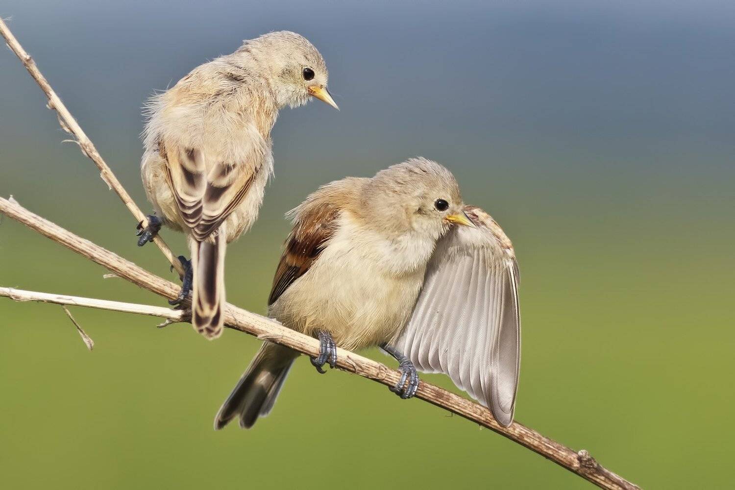 Ремез, Ляпустин Юра