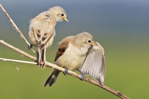 -Скажу по секрету.. и строго меж нами..!