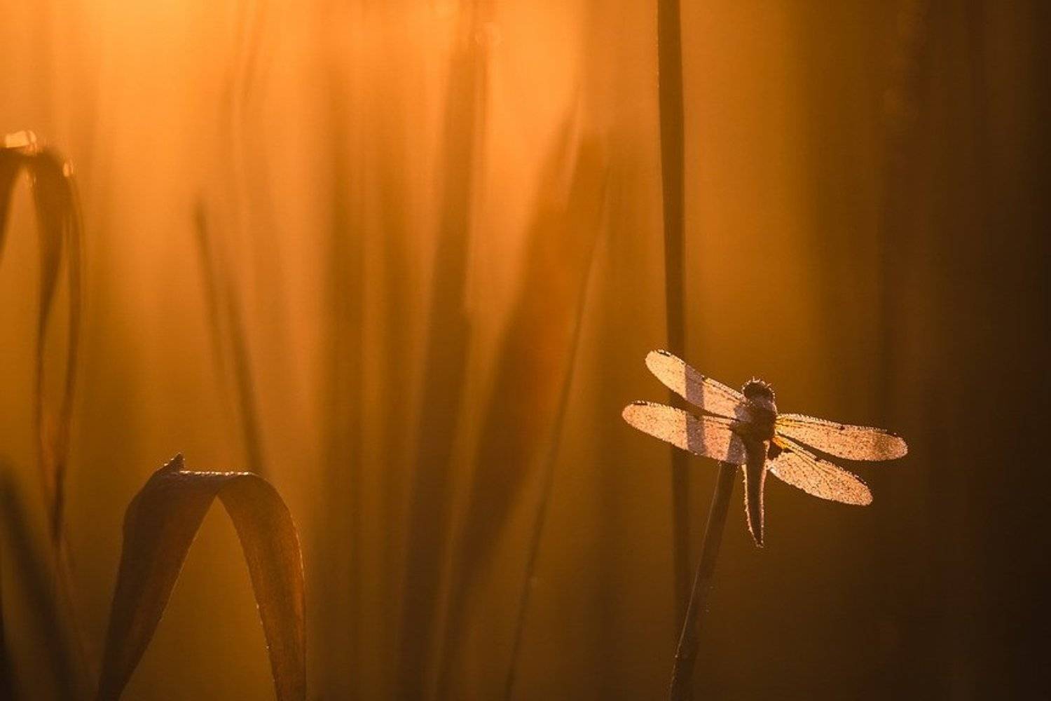 , Вячеслав Мищенко