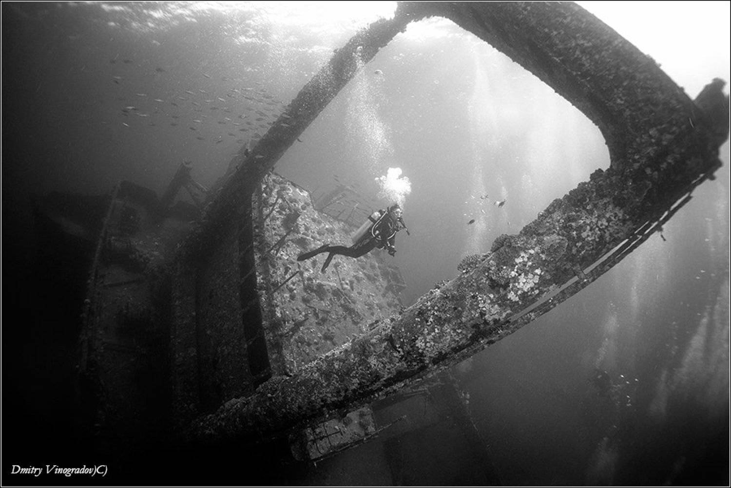 , Дмитрий Виноградов