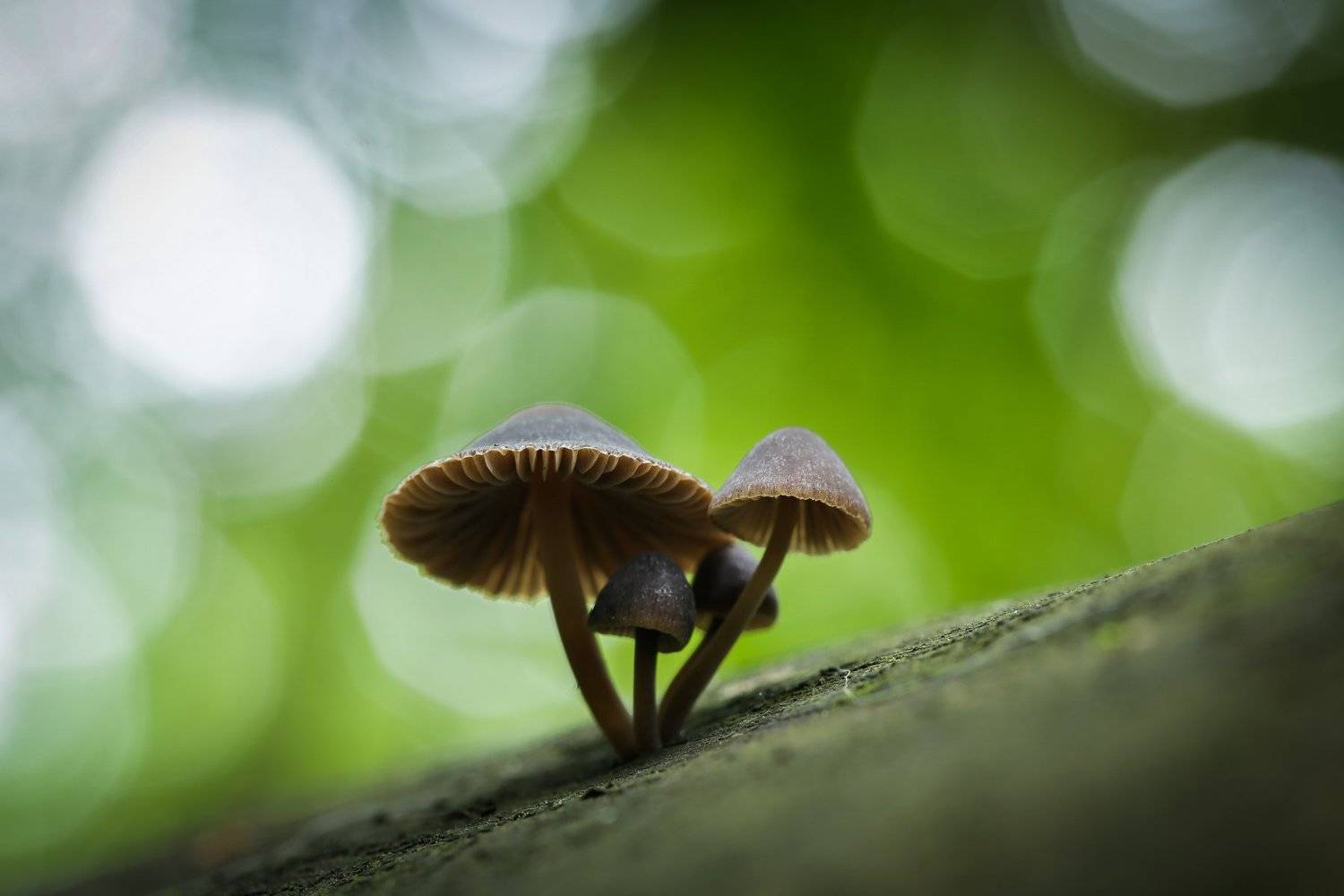 , Татьяна Гасс