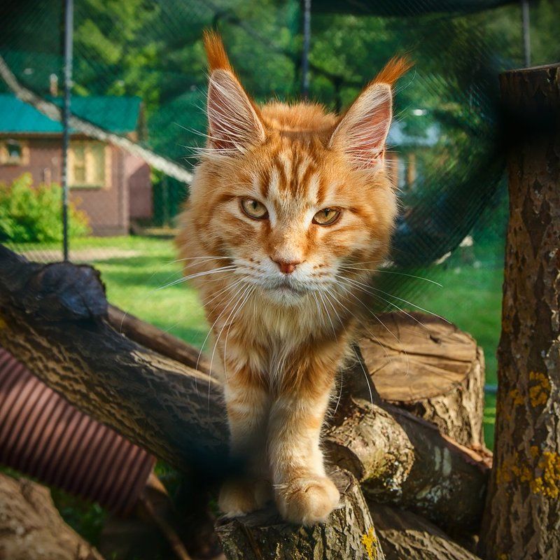 кот, кошка, котенок, питомец, животное, мейн кун, мейнкун А если найду? фото превью