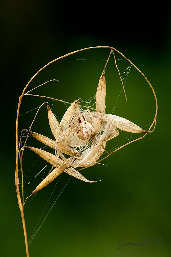 , Игорь ФУММ