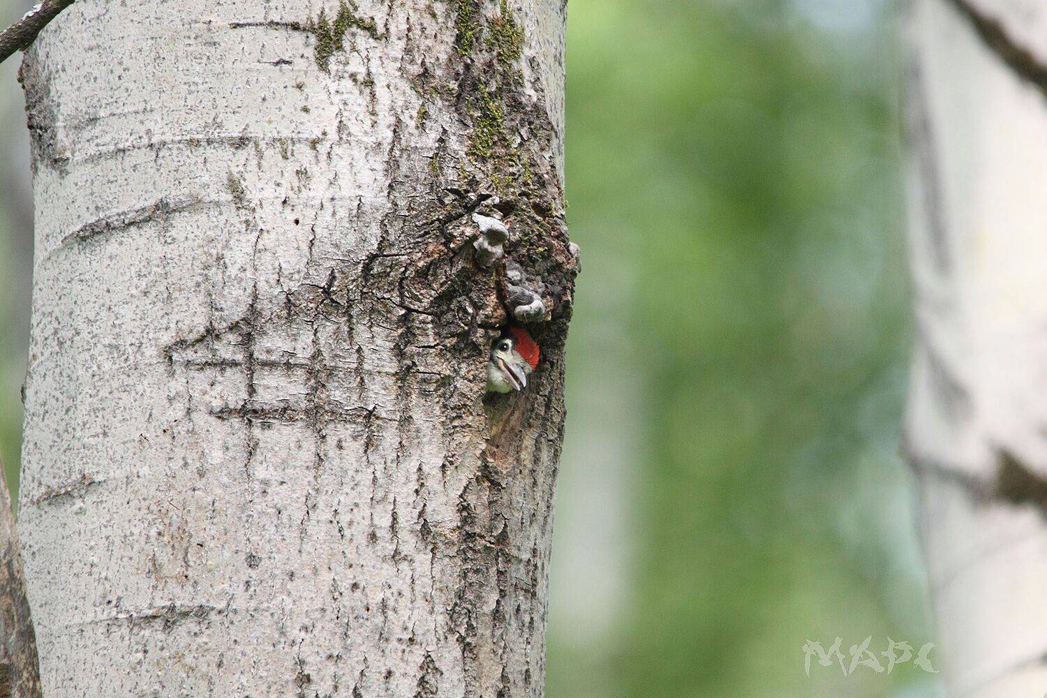 , Шангареев Марс
