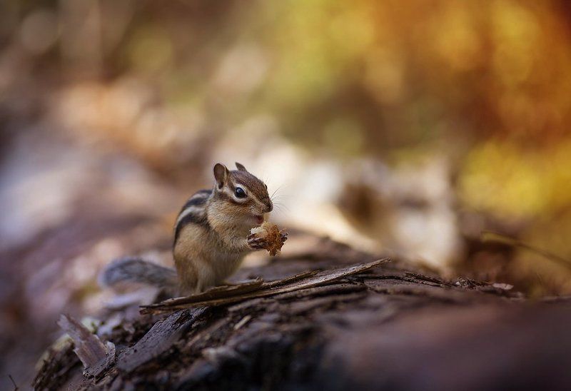 Вкусняшка фото превью