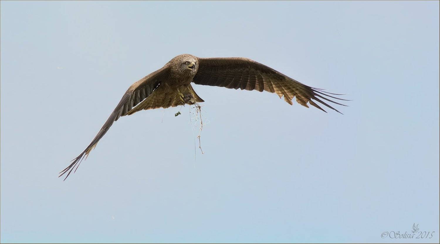 птицы, природа, коршун чёрный, Milvus migrans, лето, июль, 2015, подмосковье, лотошинский р-он, Солисия