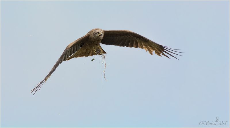 птицы, природа, коршун чёрный, Milvus migrans, лето, июль, 2015, подмосковье, лотошинский р-он Коршун с добычей фото превью