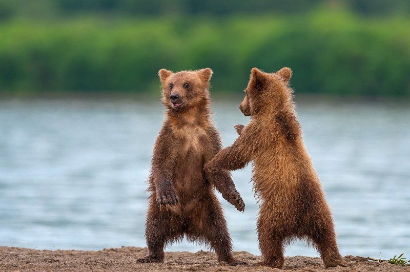 А он ко мне пристаёт ! фото превью