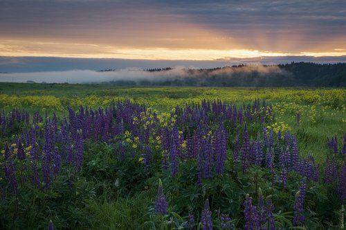 Люпиновое утро