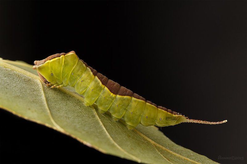 Гарпия фото превью