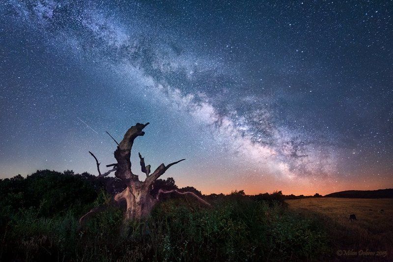 Milky way, Landscape, old tree, night *** фото превью