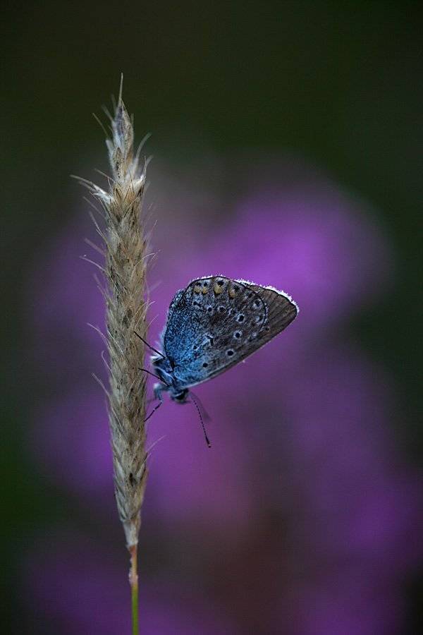 , Сергей Таланов