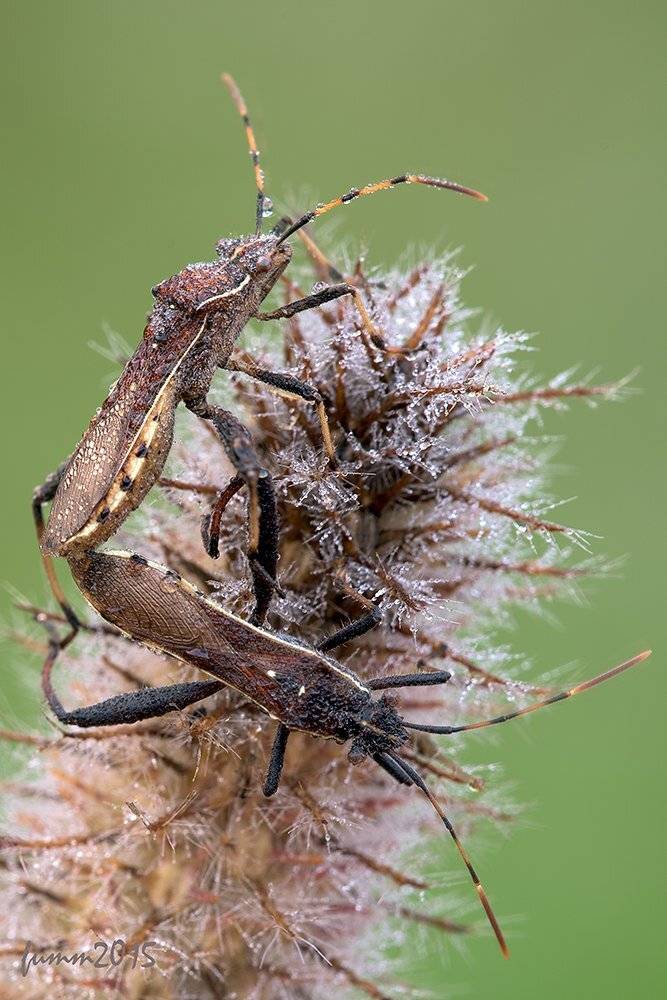 , Игорь ФУММ