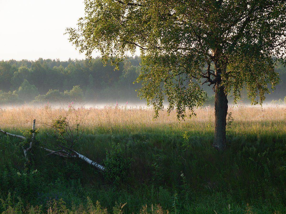 , Владимир Перепечаев