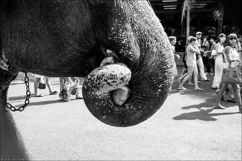 Таиланд, путешествия Кокос фото превью