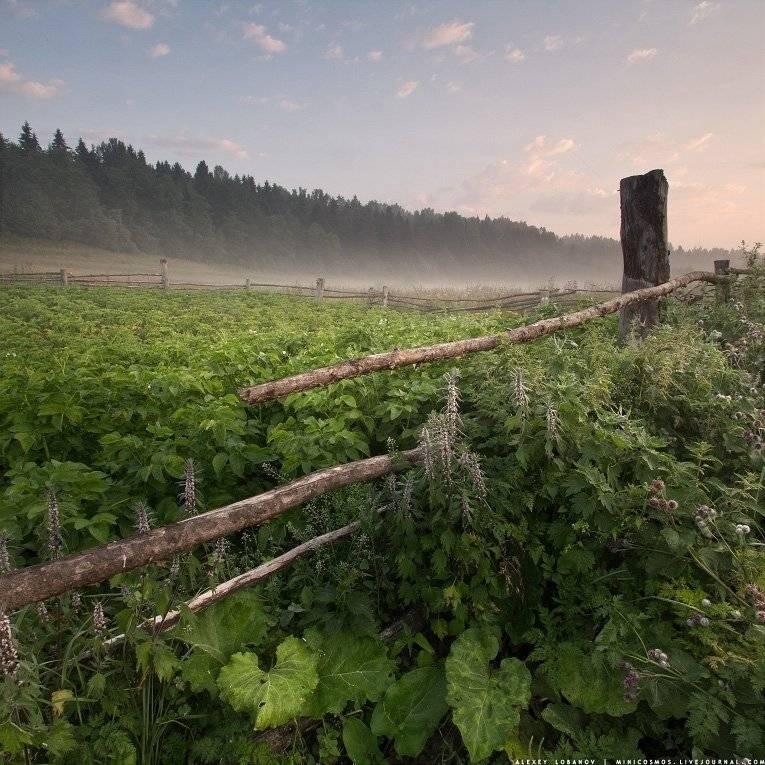 , Алексей Лобанов