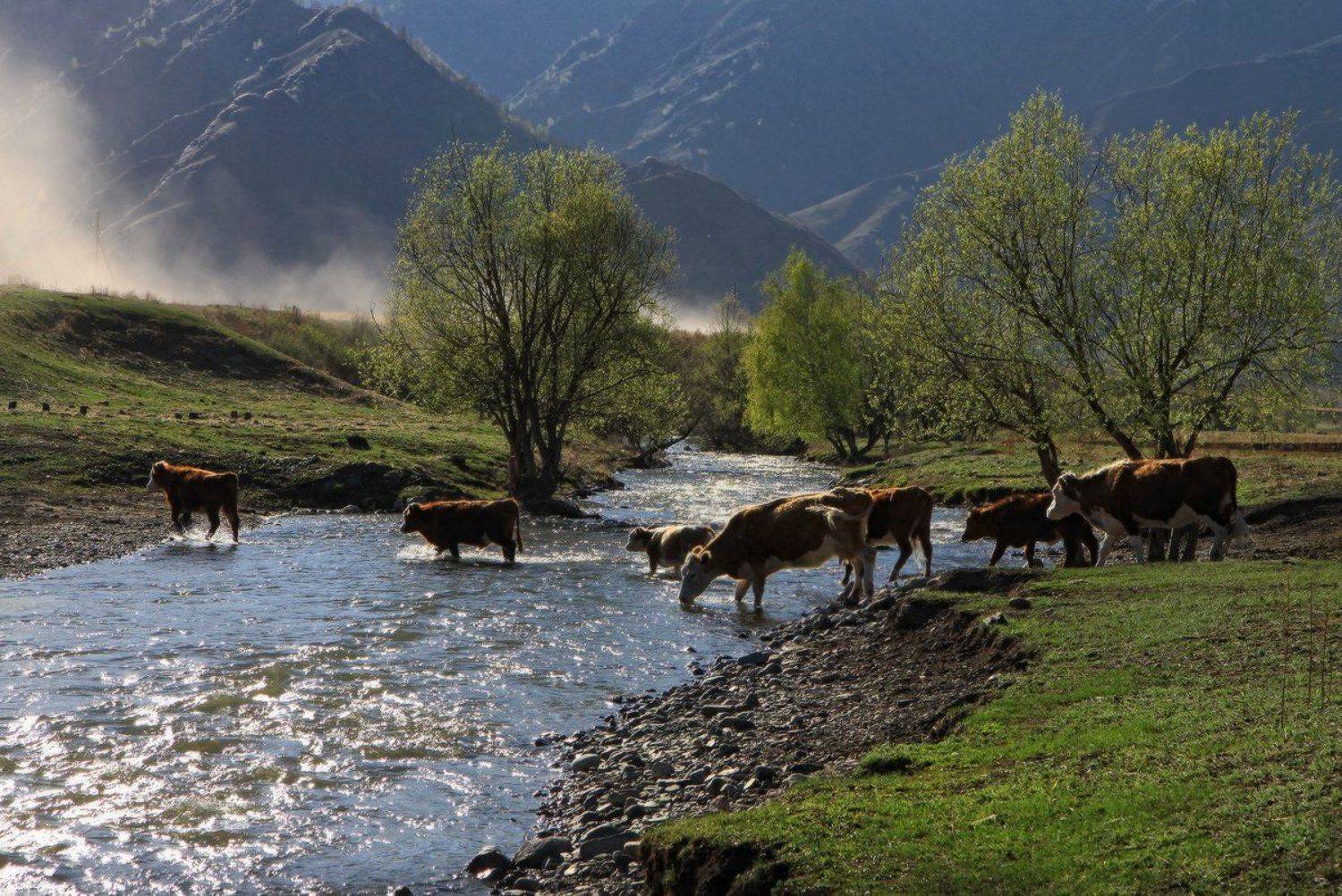 алтай, горный алтай, весна, река, коровы, Галина Хвостенко