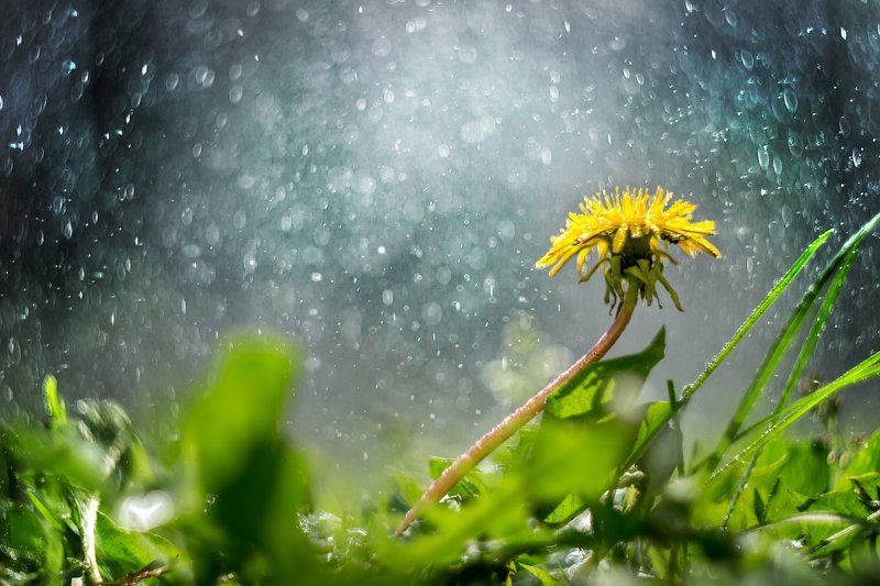 одуванчик, цветок, крупный план, вода, дождь. Одуван фото превью