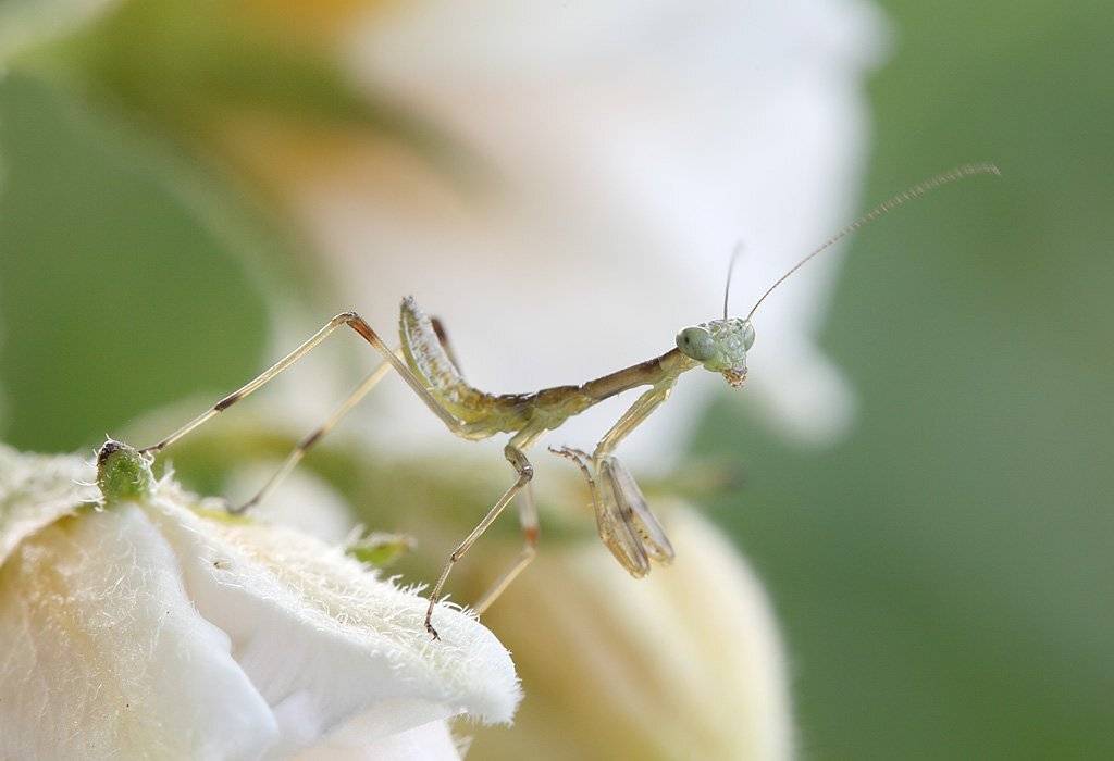 , Сергей Таланов