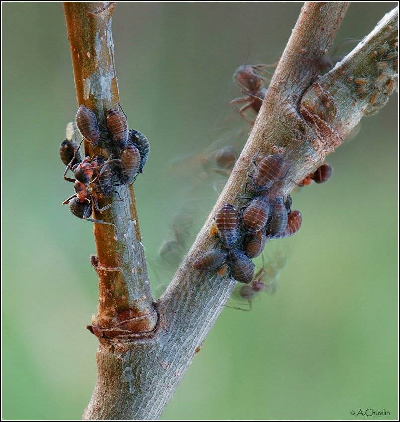 , Александр Чувилин